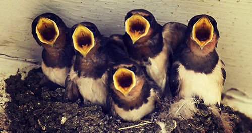 Baby birds