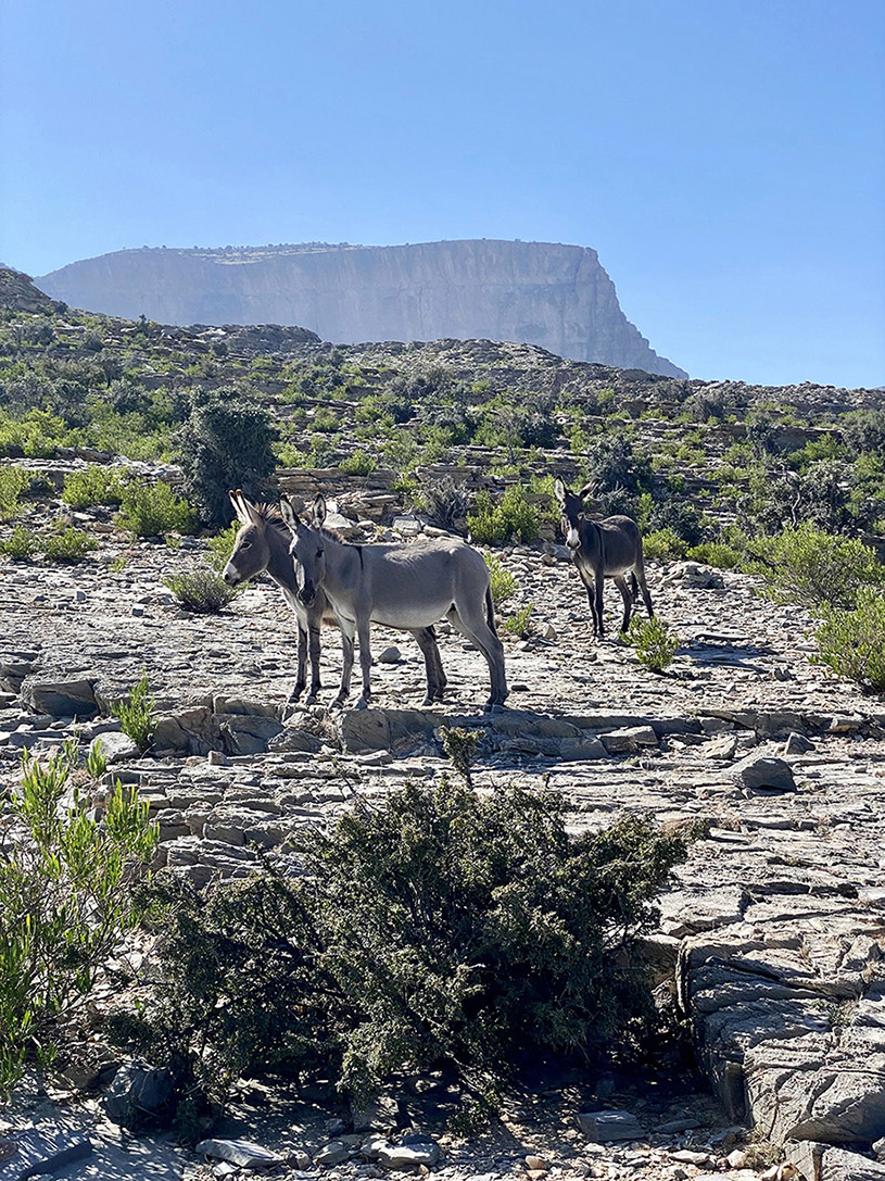 Al Hajar donkeys Al Hajar donkeys