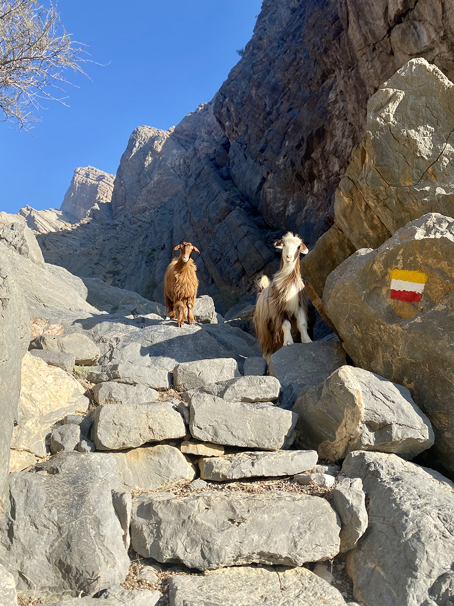 goats